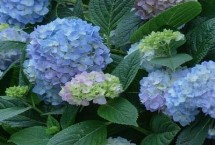 冬季绣球花如何养护 室内盆栽以稍干燥为好