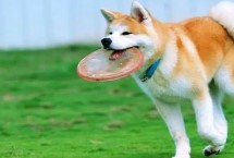 秋田犬的性格 具有稳重机警、胆大独立、高傲等特点