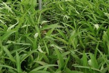 怎么防治空心菜腐败病 播种前可用杀菌剂浸种