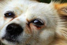 狗狗一直流眼泪的原因及处理方法 可能是有炎症或上火所致