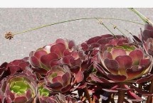 黑法师会不会开花 种植户都会“谈花色变”