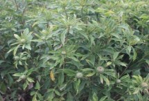 种植白术怎么管理 整个生育期要中耕除草3-4次