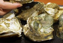 常见的贝类品种 均可食用且可作为工艺品