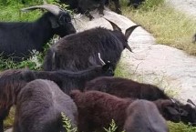 黑山羊和白山羊的区别 毛色、产地和肉质均不同