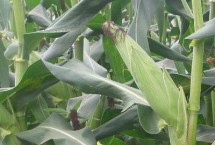 鲁星803玉米种子简介 中抗茎腐病