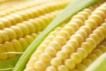 耘丰1号玉米种简介 出苗至成熟119天