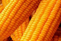 登科161玉米种子简介 5月10日前后播种