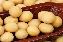 吉农257大豆种子简介 出苗至成熟平均117天