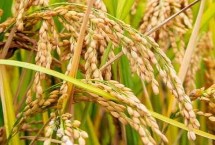 吨两优900水稻品种的特性 每亩秧田播种量10千克左右
