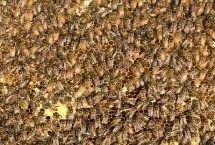 中蜂怎样介王最安全 最佳时间是蜂群失王1-3天左右