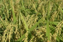 金隆优青占水稻种子特征特性 全生育期114.3天