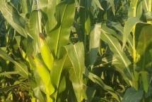 DK4136玉米种简介 密度4500株/亩左右