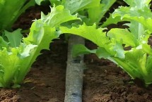 苦菊的种植技术 通常每亩用种2公斤左右