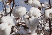 湘XH50棉花种子特征特性 转抗虫基因早熟常规棉品种