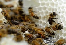 蜂冬天会冻死吗 取决于蜂种