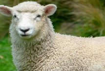 肉用绵羊优质品种 林肯羊在我国云、贵、川等地区的适应性较好