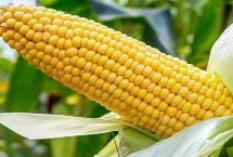 盛世1919玉米种子特点 注意防治丝黑穗