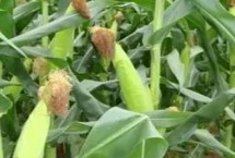 鑫满仓919玉米种子特征特性 适宜播种期4月下旬至5月上旬