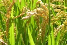 合新油占水稻种子简介 特别注意防治白叶枯病