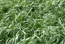 适合冬天种植的牧草 根据当地气候进行合理选择