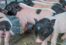 乳猪拉稀用什么药 先找准原因再针对性治疗