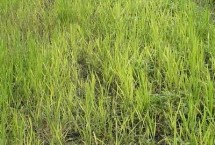 水稻田受到除草剂药害如何处理 对受害稻株喷水可减少药剂残留