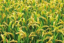 宜优1611水稻种子介绍 籼型三系杂交水稻品种