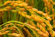 常优粳7号水稻品种的特性 搁田前后及时防治纹枯病