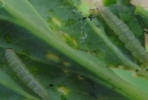 花椰菜有哪些虫害 包括蚜虫、菜粉蝶、小菜蛾等种类