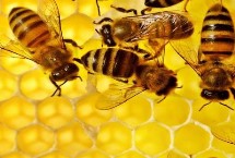 北方中蜂介绍 性情温驯且分蜂性弱