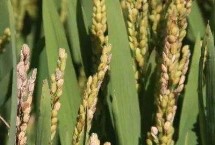 文优6133水稻种简介 每亩秧田播种量10～15千克