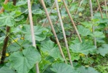 哪些蔬菜在8月份种植 包括黄瓜、西葫芦、芥菜等品种