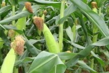 先达503玉米种简介 栽培密度4500株/亩