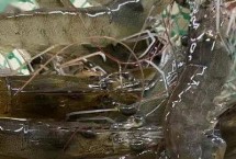 基围虾苗的价格 250-280元左右一万尾