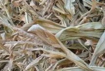 秸秆是什么 是指农作物成熟脱粒后剩余的茎叶部分