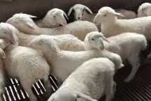 山羊的养殖方法 首先选择合适的品种