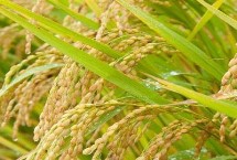泗稻22号水稻品种的特性 力争每亩有效穗达到22万左右