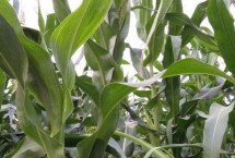 DK802玉米种子简介 适宜密度为每亩5000株左右
