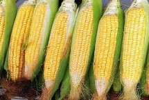 农大372玉米品种简介 生育期127天左右