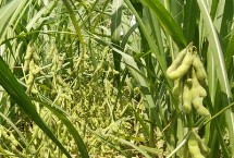 京通608大豆种子特征特性 8月中旬及时防治大豆食心虫