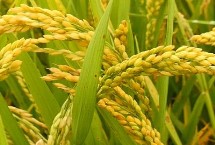 五丝早占水稻种子介绍 中抗白叶枯病IV型菌3级