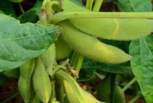 佳吉1号大豆品种的特性 建议播种前对种子进行包衣处理