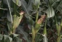 玉迪838玉米种简介 大喇叭口期防治玉米螟虫