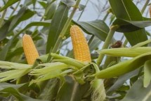 正大339玉米种子介绍 密度5500—6000株/亩
