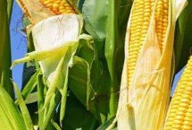 连胜269玉米种简介 夏播生育期104天