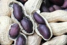 黑花生为什么无人大量种植 因为其产量低且出油率不高
