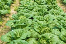 种植娃娃菜要施哪种肥料 基肥以腐熟有机肥为主