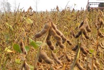中黄212大豆品种简介 适宜密度1.5万株/亩左右