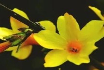 迎春花怎么盆养 在酸性土中种植为佳
