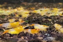 米虾是河虾还是海虾 只能称为淡水虾